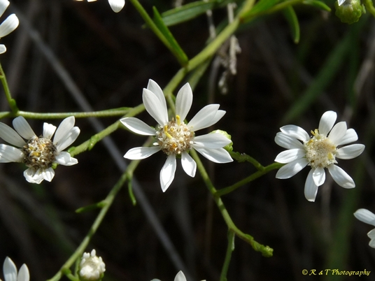 {Solidago ptarmicoides}